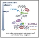 How ‘pioneers’ blaze the one trail that determines cell fate