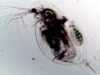 How plankton hold secrets to preventing pandemics