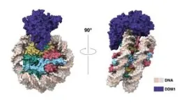 How plants pass down genetic memories 2