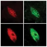 How plants quickly adapt to shifting environmental conditions