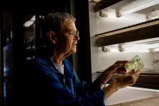 How plants stop growing to survive stress