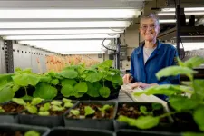 How plants stop growing to survive stress 2