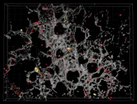 How platelets help resolve lung inflammation