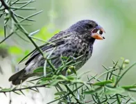 How playing songs to Darwin’s finches helped UMass Amherst biologists confirm link between environment and the emergence of new species