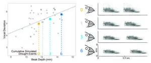 How playing songs to Darwin’s finches helped UMass Amherst biologists confirm link between environment and the emergence of new species 2