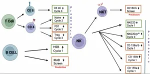 How pomalidomide boosts the immune system to fight multiple myeloma