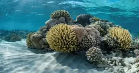 How reef-building corals got their bones