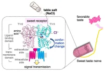 How salt can taste sweet: the myriad mechanisms of taste perception