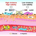 How Streptococcus pyogenes can survive on skin and cause skin infections