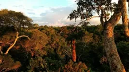 How the Amazon rainforest is likely to cope with the effect of future drought 3