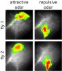 How the brain can distinguish good from bad smells 2