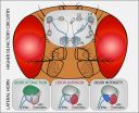 How the brain can distinguish good from bad smells 3