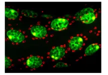 How the fly selects its reproductive male