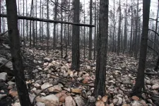 How the major Swedish forest fire of 2014 affected the ecosystem