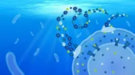 How the oceans’ most abundant bacteria impact global nutrient flows 2