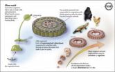 How the slime mold gets organized