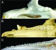 How the whale got its teeth