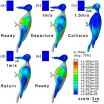 How the woodpecker avoids brain injury despite high-speed impacts via optimal anti-shock body structure