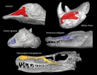 How to cool your brain? These warm-blooded animals use their nose