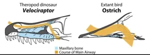 How to cool your brain? These warm-blooded animals use their nose 2