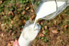 How to obtain immune bovine milk to strengthen the body against COVID-19