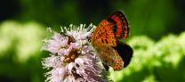 How to save Europes most threatened butterflies