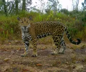 How to track animal of legend? Look to the poop