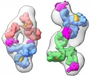 How x-rays could make reliable, rapid COVID-19 tests a reality