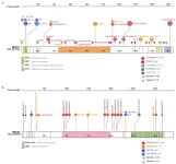 HRD detection predicts sensitivity to platinum-based chemotherapy for ovarian cancer patients in China - BGI Insight