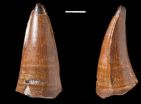 Huge tooth fossil shows marine predator had plenty to chew on 2