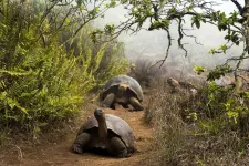 Human action, key to antibiotic resistance in giant tortoises of Galapagos