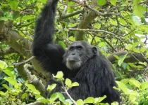 Human antibiotic use threatens endangered wild chimpanzees