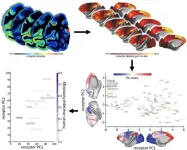 Human Brain Project study offers insights into neuroreceptor organization