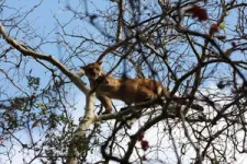 Human-caused mortality  is the leading source of death for mountain lions in California 3