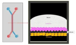 Human cervix modeled in microfluidic organ chip fills key women's health gap