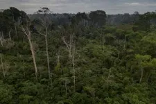 Human disruption is driving ‘winner’ and ‘loser’ tree species shifts across Brazilian forests 2