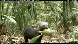 Human disruption is driving ‘winner’ and ‘loser’ tree species shifts across Brazilian forests 3