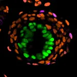 Human embryo-like models created from stem cells to understand earliest stages of human development