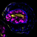 Human embryo-like models created from stem cells to understand earliest stages of human development 2