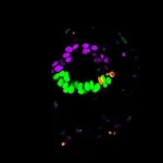 Human embryo-like models created from stem cells to understand earliest stages of human development 3