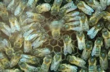 Human factors affect bees’ communication, researchers find 3
