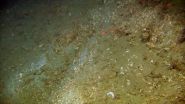 Human impacts on the deep seafloor