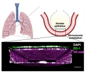 Human Lung Chip leveraged to faithfully model radiation-induced lung injury