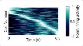 Human time neurons encode specific moments in time