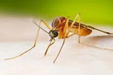 Humans bite back by deactivating mosquito sperm