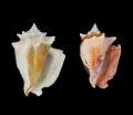 Humans drive evolution of conch size 2