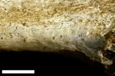 Humans’ evolutionary relatives butchered one another 1.45 million years ago 2