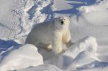 Humans may benefit from new insights into polar bears adaptation to high-fat diet