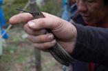 Hummingbird evolution soared after they invaded South America 22 million years ago