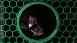 Hummingbirds unique sideways flutter gets them through small apertures